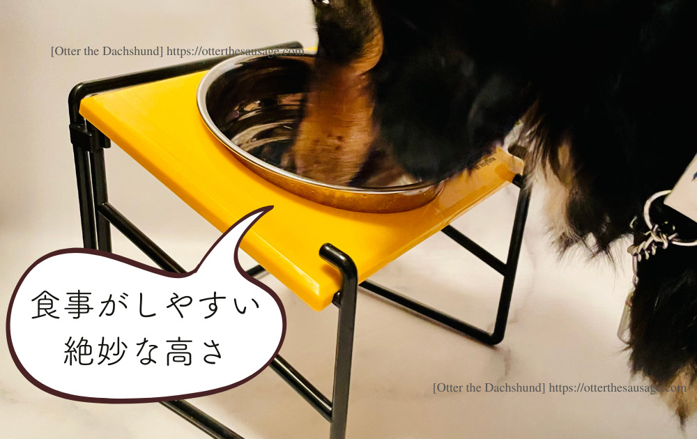 Photo_Otter the Dachshund_dog goods review_seria_food-bowl-stand_100均セリア_ペットグッズ_フードボウルスタンド_オッター_高さ比較_カニンヘンダックスフンド